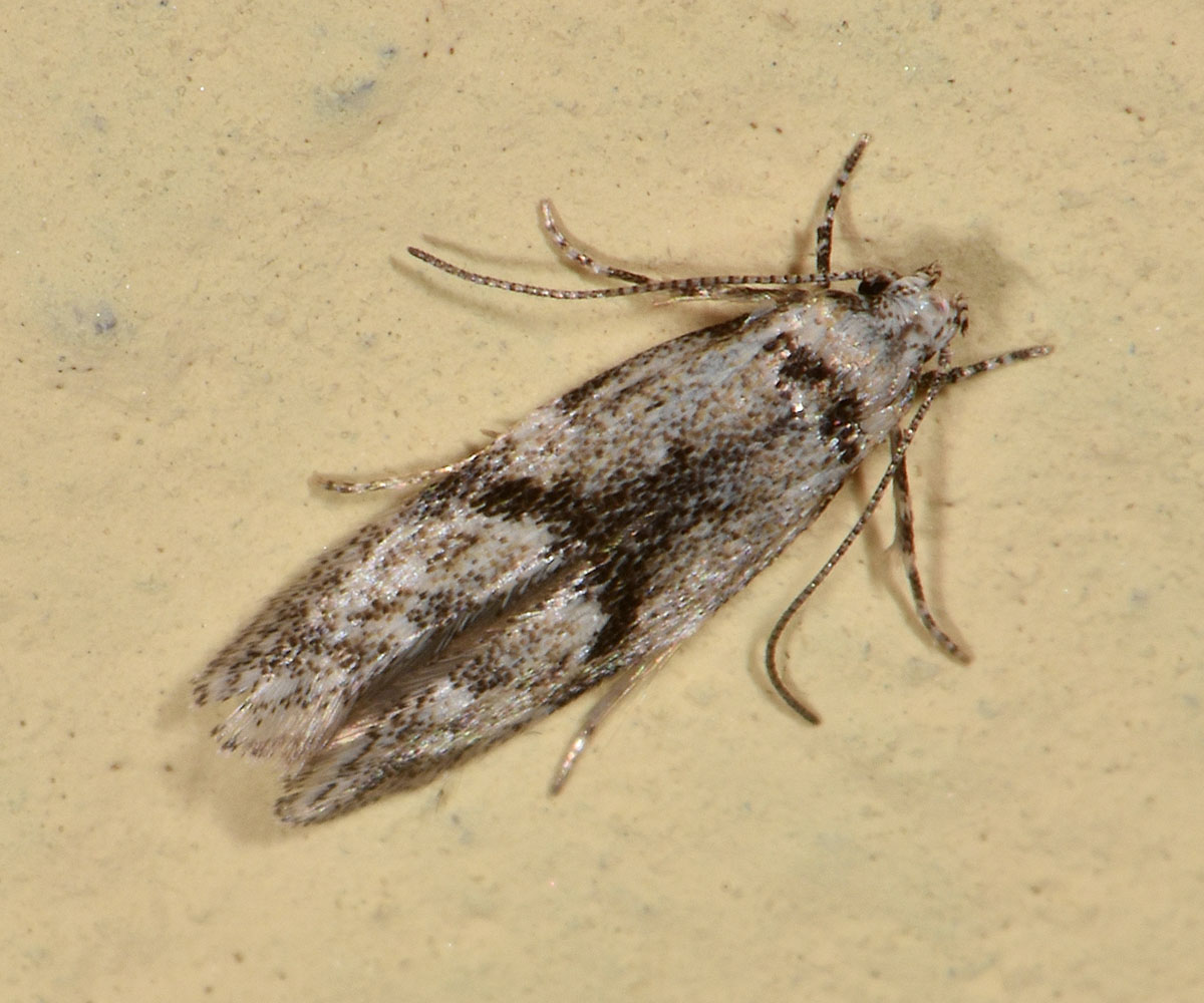 Stenolechia gemmella, Gelechiidae
